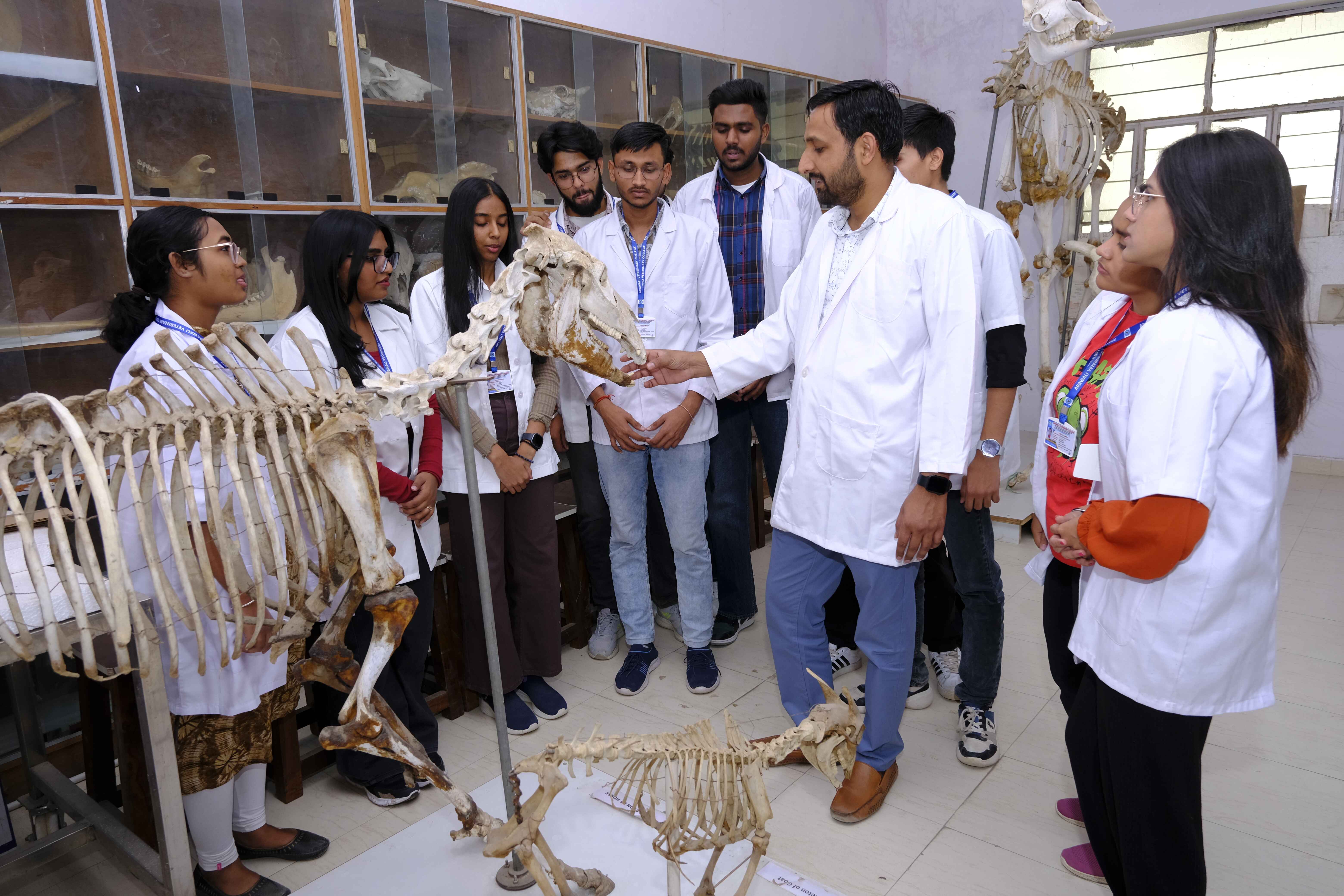 osteology